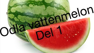 Odla vattenmelon del 1  grow watermelon from seed [upl. by Mcwherter]