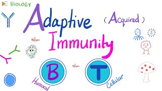 Adaptive Acquired Immunity  Immunology  Biology 🧬 of Immune System [upl. by Jovia730]