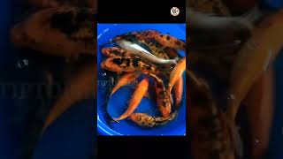 Top 5 Fishes for Bigger Aquarium tank set up 🐟🐠🥰 kolathurfishmarket flowerhornfishtanksetup [upl. by Ava]