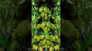 How to Grow Jackfruit from cutting fruit gardening plants shorts [upl. by Anisor]