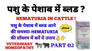 पशु के पेशाब में ब्लड  hematuria in cattle  hematuria homeopathic medicine part 02 [upl. by Reve]