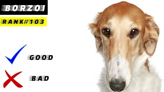 Borzoi Pros And Cons [upl. by Nauqes]