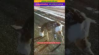 दयालु आदमी की इंसानियत से हिरण को मिली दर्द से आजादी 🥹🙏 animal animals animallover deer [upl. by Kordula]