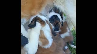 St Bernard puppies nursing Hakes Saints [upl. by Yelnek983]