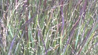 Panicum virgatum Switch grass [upl. by Onirefez]