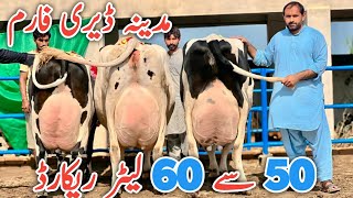 Madina Dairy Farm  Top class Cows  Best Cows ever  Jani Best [upl. by Mokas127]