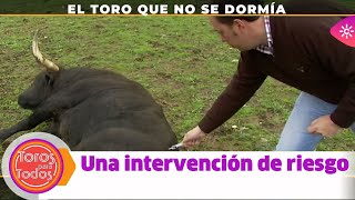 Toros para todos El toro que no se quería dormir una operación de riesgo [upl. by Healy]