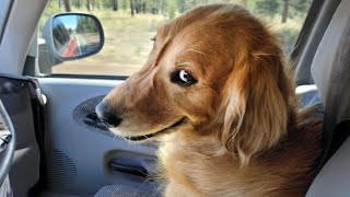 The world’s FUNNIEST DOGS 2024 are here 🤣🤣🐶 Funniest Animal Videos [upl. by Navap30]