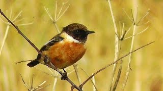 Stonechat Bird at Gunwalloe Church Cove [upl. by Giffard]