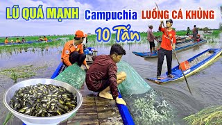 NƯỚC LŨ SÔNG MEKONG ĐỔ VỀ DỒN DẬP  BÀ CON BIÊN GIỚI TRÚNG LUỒNG CÁ KHỦNG 10 TẤN TỪ CAMPUCHIA [upl. by Ahsekin]