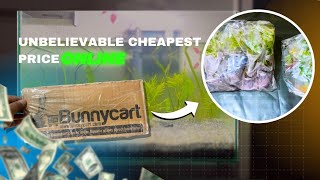 Unboxing amp Review Premium Aquatic Plants from Bunnycart for Just ₹100 [upl. by Laktasic]