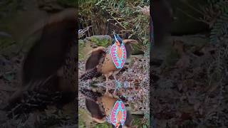 Tragopan Cabot  Burung Cantik di Tenggara Tiongkok [upl. by Anairam]