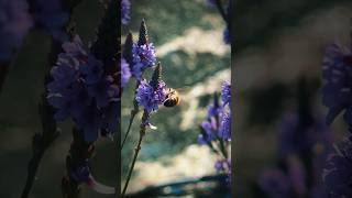 Blue Vervain Medicinal AND Beautiful 😍 bluevervain tea medicinalplants [upl. by Akeinahs]