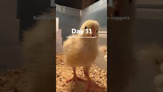 Day 11 chicken nuggets 🐥 [upl. by Retniw687]