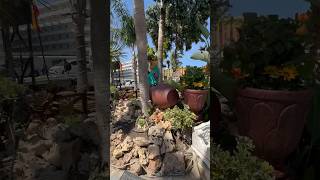 torremolinos relaxingmusic relaxing naturelovespain travel malaga spanishcity bestmoments [upl. by Deane]