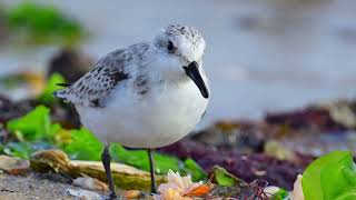 Der Sanderling stärkt sich am Spülsaum im Königshafen [upl. by Egin]