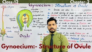 Structure Of Ovuleबीजाण्ड की संरचनाclass12chapter2 Sexual Reproduction in flowering plants [upl. by Aube165]