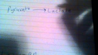 Biochemistry Help Glycolysis under Anaerobic Conditions  Low oxygen [upl. by Loesceke]