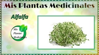 Para que sirve la alfalfa como planta medicinal  Beneficios de la alfalfa [upl. by Eanram]