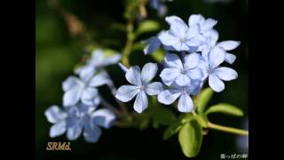 EN MALARUM NINAIVUGAL THENDRALE VAARAAYO VAAZHVINIL ORU NAAL AUDIO [upl. by Jamey1]