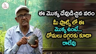 Mosquito Repellent Plants  Plant Science  DR SV Rama Rao Eagle Media Works [upl. by Eiramave]