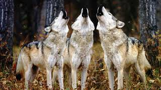 Dog howling ringtone download [upl. by Zippel935]