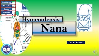 Hymenolepsis nana a dwarf tape worm cestode  Parasitology  by Imran Yaseen [upl. by Preston]