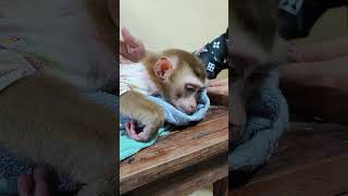 wow animals so lovely monkey cat dog animlaslovely [upl. by Nannah]