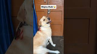 Pyaar ki pungi 🤣  labra rubi  shorts youtubeshorts funny labrador doglover memes comedy [upl. by Nylecoj467]