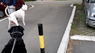 Dogo argentino vs Rottweiler dangerous meeting [upl. by Radek]