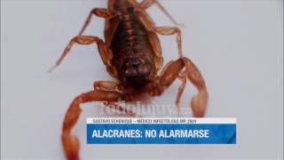 ¿Cómo prevenir la presencia de alacranes [upl. by Maribelle15]