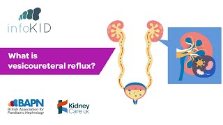 What is vesicoureteral reflux  Kidney disease  infoKID [upl. by Lean]