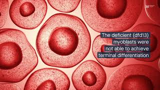 PI3KAkt signaling disruption affects autophagy in dystrophindeficient myoblasts [upl. by Assirat]