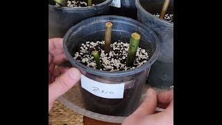 Angel Wing Begonia Propagation  Starting an Experiment Around Nodes [upl. by Ilrak]