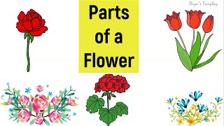 Parts of a Flower and its functions in English  What is Pollination  Flower parts and its uses [upl. by Lahcar]