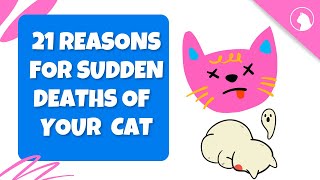 21 Causes Of Sudden Death In Cats [upl. by Lisbeth955]