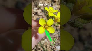 How to Identify ANY Plant  Plant Families [upl. by Gierk482]