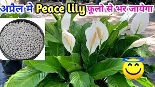 Peace lily फूलो से भर जायेगा  care and fertilizer for peace lily  peace lily care tips in April [upl. by Akyeluz]