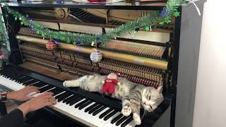 Jingle Bell Rock  Piano massage for meow [upl. by Anelas]