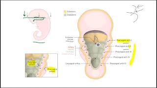 Thyroid Gland 02 [upl. by Emmer238]