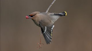 Waxwing Our Winter visitor such a beautiful bird so elegant Nikon Z9 Nikon 180600 [upl. by Aisile]