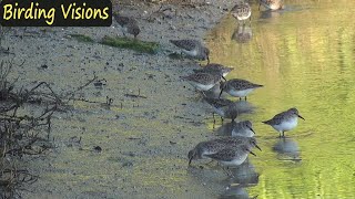 Least Sandpipers foraging along the shoreline in soft morning light [upl. by Velvet]