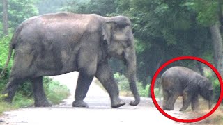 Rainy morning for wild elephants herd in Numaligarh  Wild elephants in rain [upl. by Atiras298]