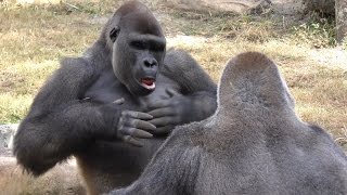 Gorillas Play 1 Hour FYV gorillas [upl. by Ferrand]