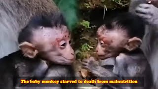 The baby monkey starved to death from malnutrition Mother monkeys dont care about baby [upl. by Tiffa]