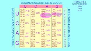 STOP amp START CODONS [upl. by Ayatnahs274]