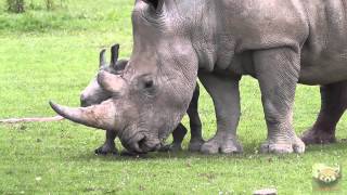 Baby Rhinoceros quotAstridquot at Cotswold Wildlife Park 1st July 2013 [upl. by Irehs]