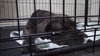 Help puppy stop crying at night in crate  Day 4 Nearly there [upl. by Anat147]