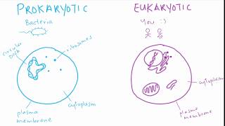 The difference between prokaryotic and eukaryotic cells  Cell structure and function  meriSTEM [upl. by Gabriello]