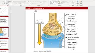 Biological Psychology Review for Exam 1 [upl. by Forrest977]